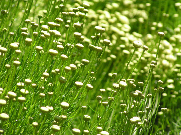 Plant photo of: Santolina rosmarinifolia