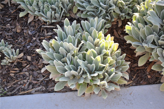 Plant photo of: Stachys byzantina 'Silver Carpet'