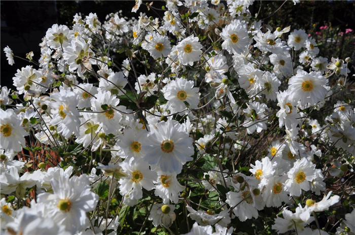 Plant photo of: Anemone x hybrida