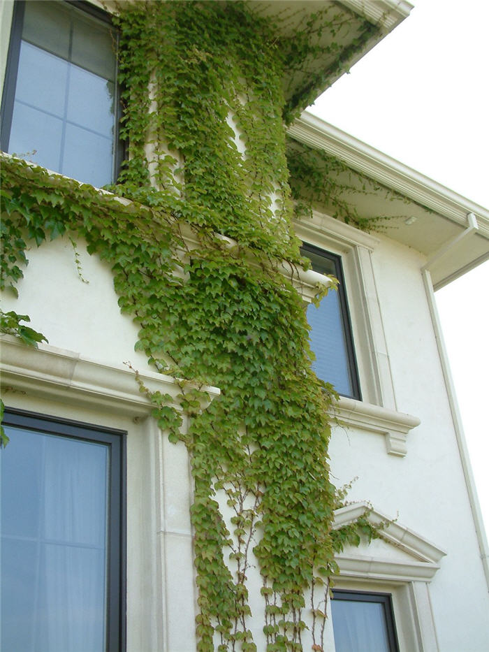 Plant photo of: Parthenocissus tricuspidata