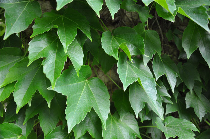 Plant photo of: Parthenocissus tricuspidata