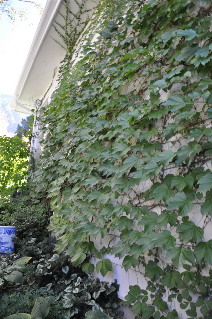 Plant photo of: Parthenocissus tricuspidata