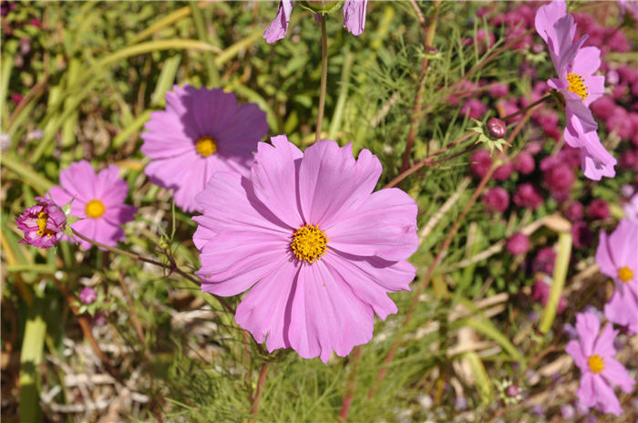 Plant photo of: Cosmos bipinnatus