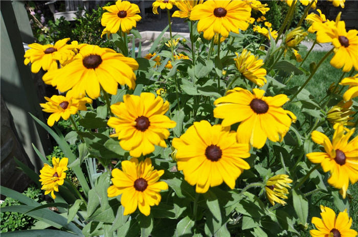 Plant photo of: Rudbeckia hirta