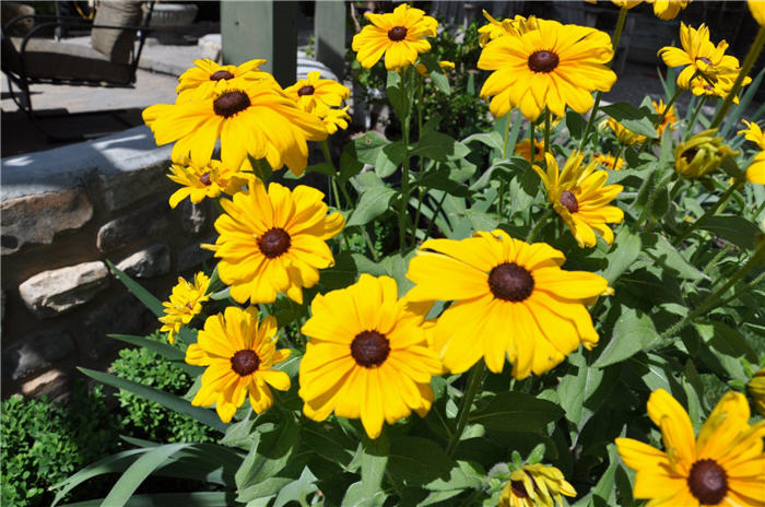 Plant photo of: Rudbeckia hirta