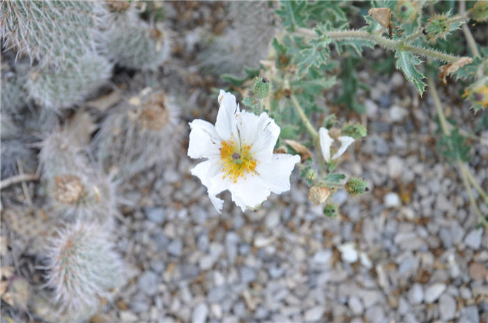 Plant photo of: Argemone munita