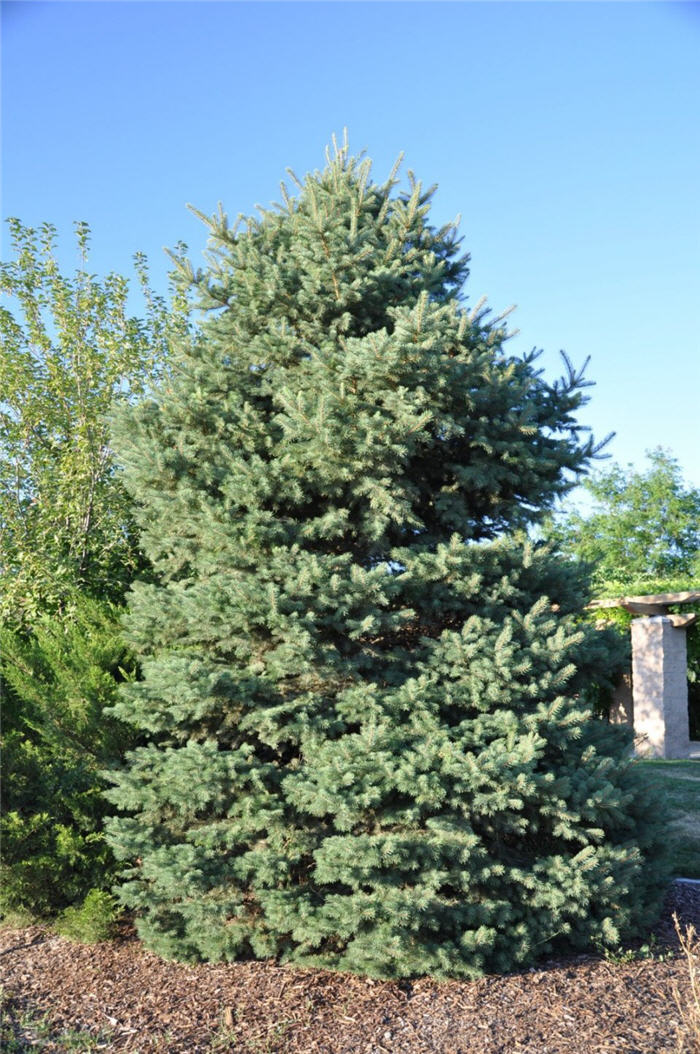 Plant photo of: Picea pungens