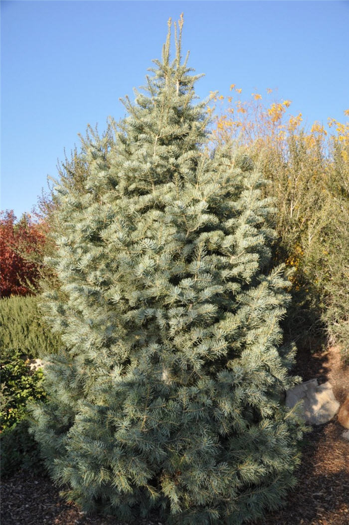 Plant photo of: Abies concolor