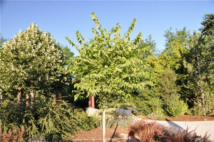 Plant photo of: Celtis occidentalis