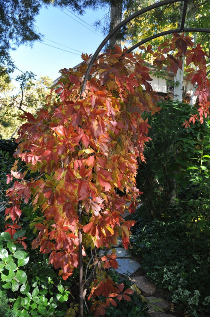 Plant photo of: Parthenocissus quinquefolia