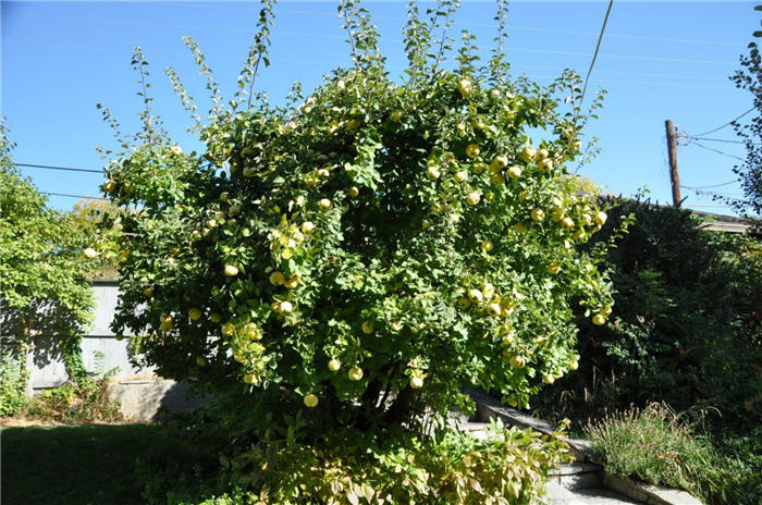 Plant photo of: Punica granatum