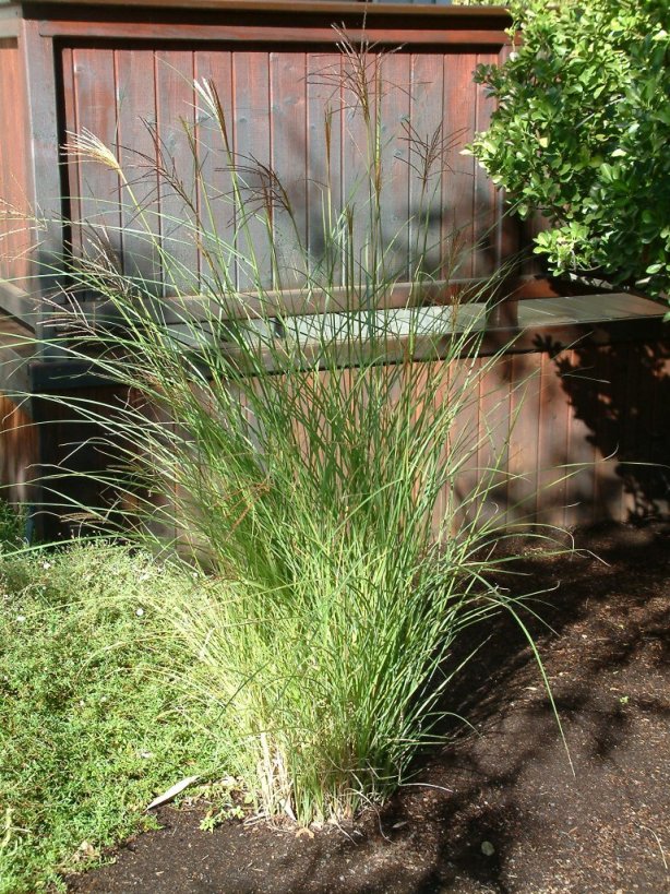 Plant photo of: Miscanthus sinensis