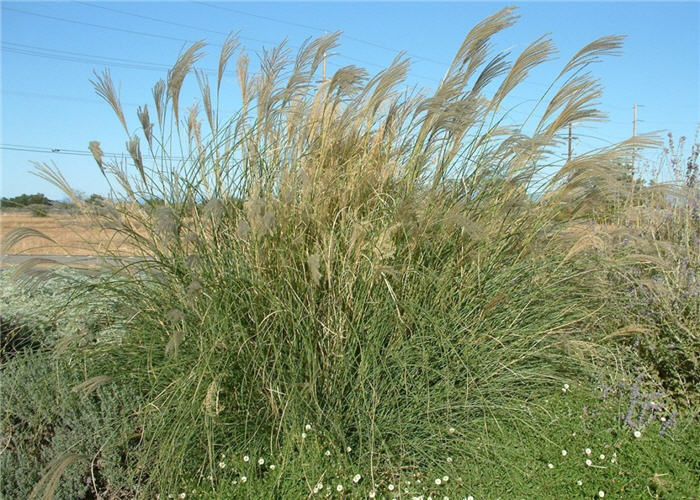 Plant photo of: Miscanthus sinensis 'Gracillimus'