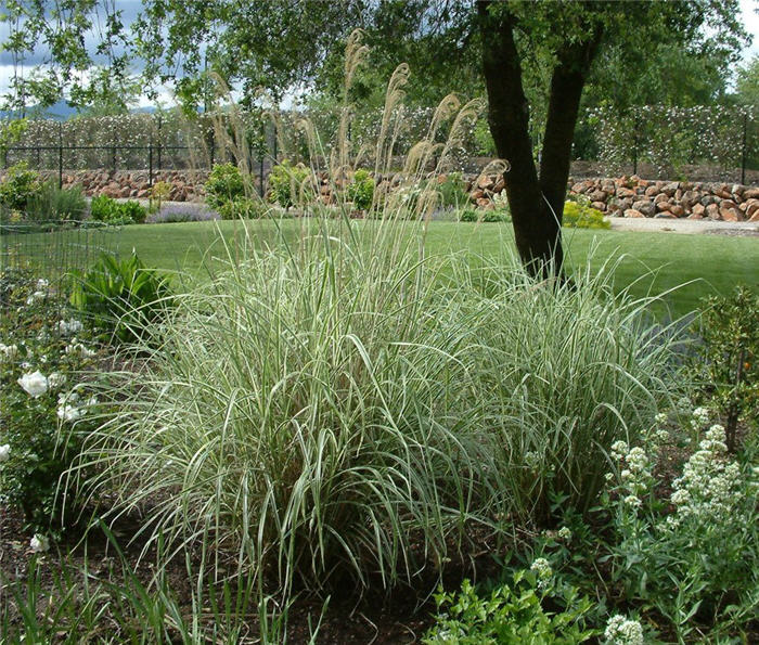 Plant photo of: Miscanthus sinensis 'Variegatus'