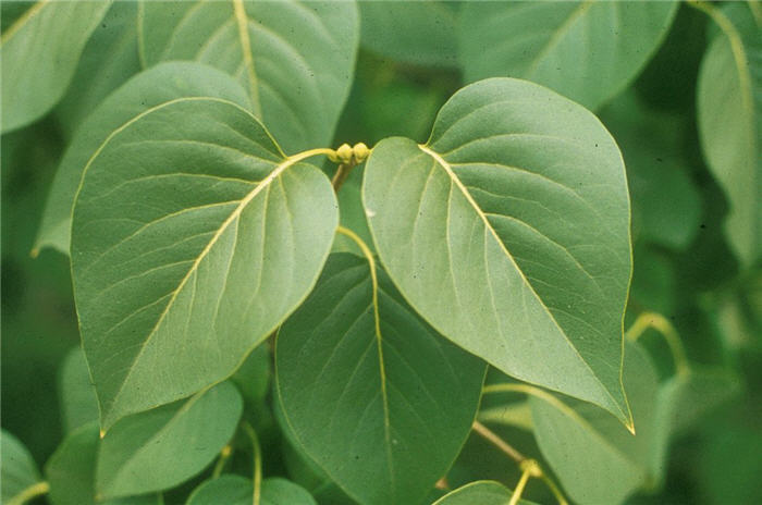 Plant photo of: Syringa vulgaris
