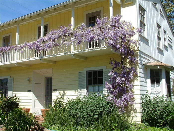 Plant photo of: Wisteria sinensis