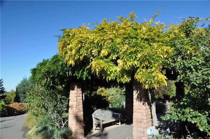 Plant photo of: Wisteria sinensis