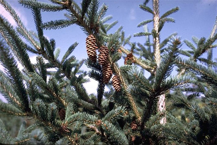 Plant photo of: Picea glauca