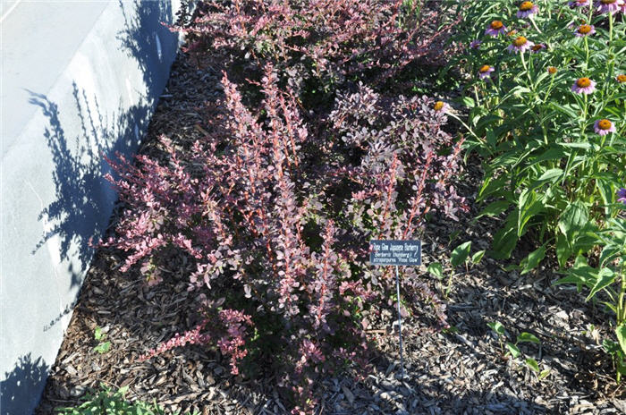Plant photo of: Berberis thunbergii 'Atropurpurea'