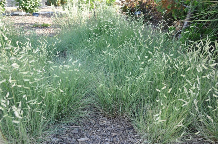 Plant photo of: Bouteloua gracilis