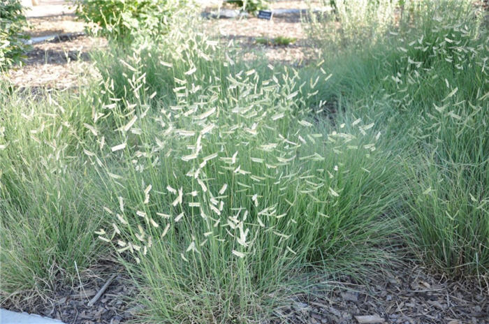 Plant photo of: Bouteloua gracilis