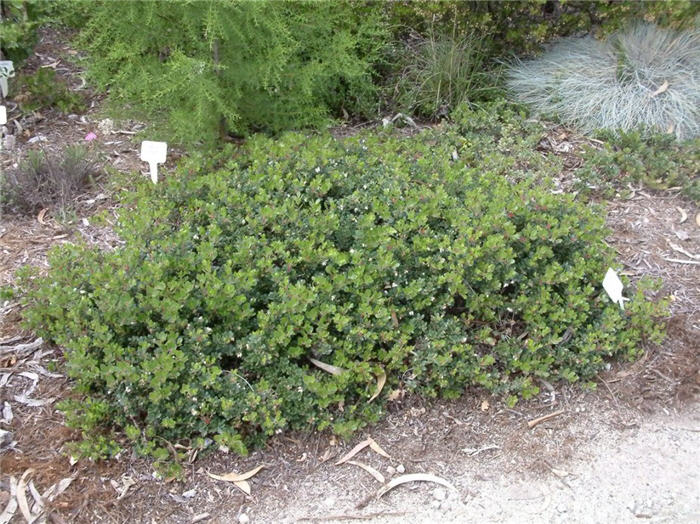 Plant photo of: Arctostaphylos uva-ursi