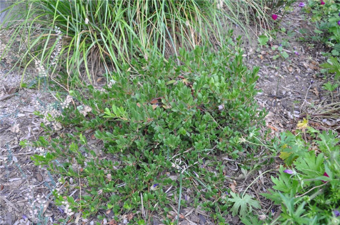 Plant photo of: Arctostaphylos uva-ursi