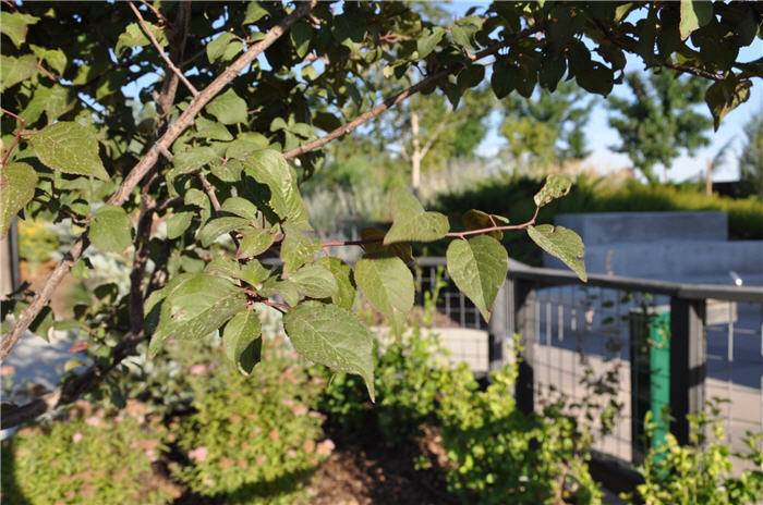 Plant photo of: Prunus x blireana