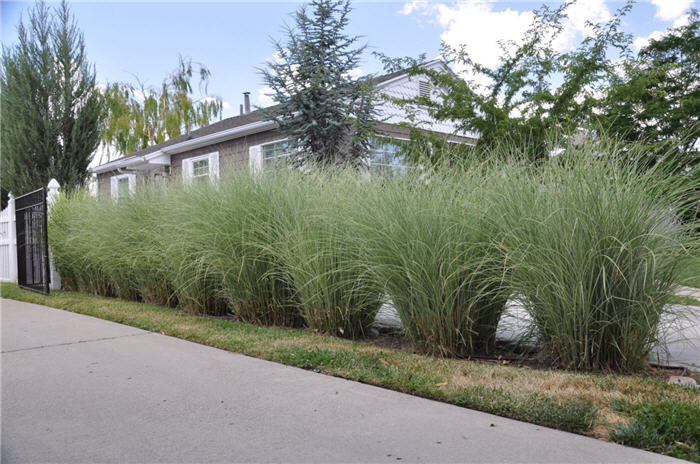 Plant photo of: Miscanthus sinensis 'Morning Light'
