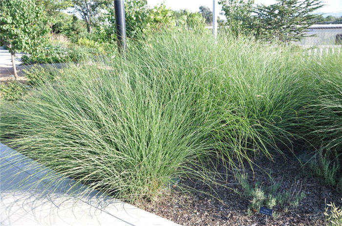 Plant photo of: Miscanthus sinensis 'Morning Light'