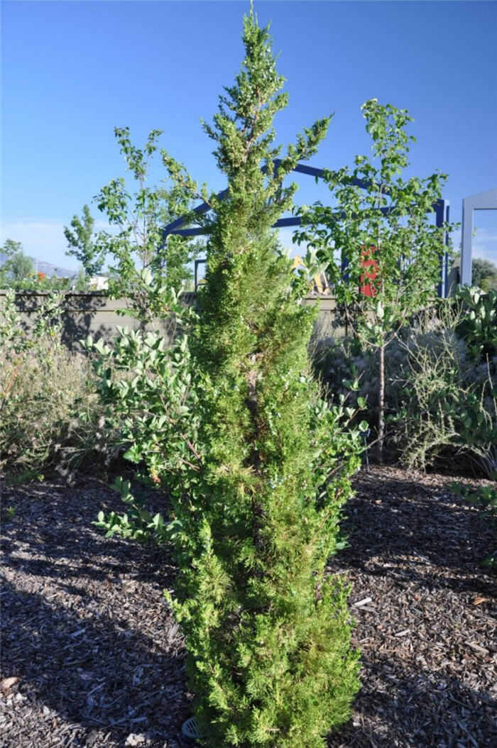 Plant photo of: Juniperus chinensis 'Kaizuka'
