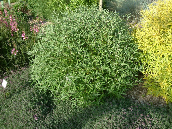 Plant photo of: Caryopteris x clandonensis