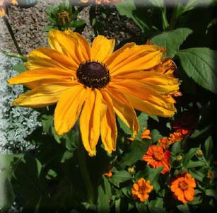 Annuals