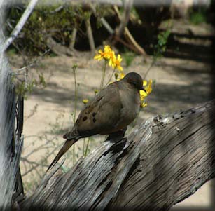 Attracts Birds