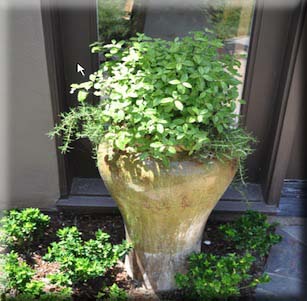 Plants for Containers