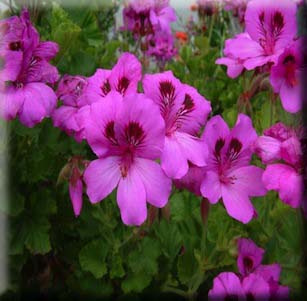 Cut Flower Plants