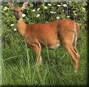 Deer Resistant