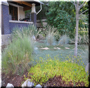Dymondia Pond Garden