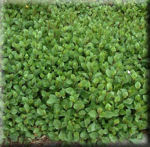 Erosion Control Plants