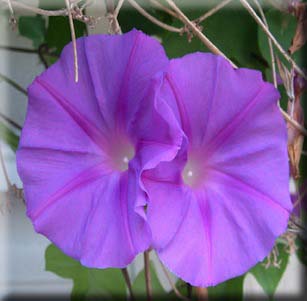 Fast Growing Plants