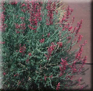 Fragrant Plants