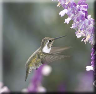 Attracts Hummingbirds