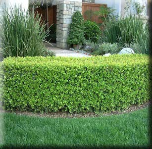 Hedges
