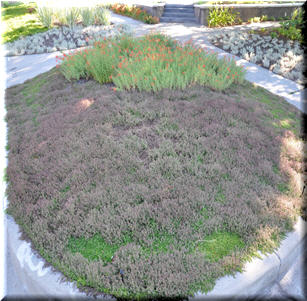 Lawn Alternatives