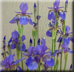 Perennials