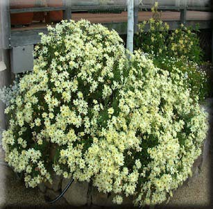 Showy Flowers