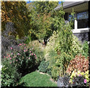 Shrub Borders