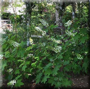 Shrubs
