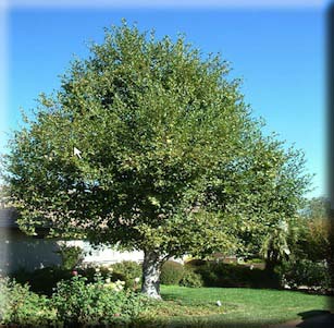 Trees