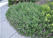 Mirabilis multiflora